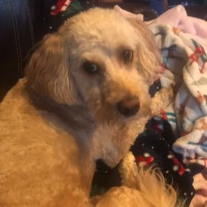 Meet your Posher, Shanna